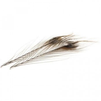 QUILL DE PAVO REAL DVX...